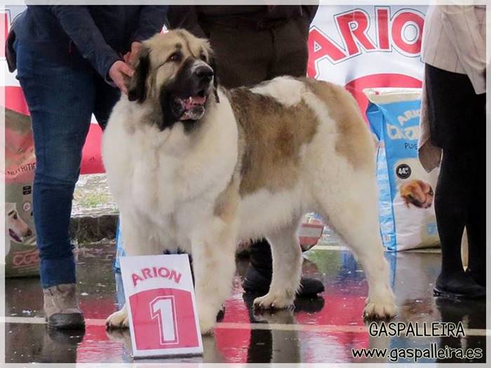 criadores-mastin-del-pirineo