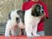 cachorro mastin del pirineo