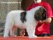 cachorro mastin del pirineo