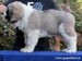 cachorro mastin del pirineo