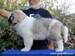 cachorro mastin del pirineo