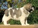 cachorro mastin del pirineo