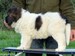 cachorro mastin del pirineo