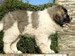 cachorro mastin del pirineo