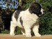 cachorro mastin del pirineo