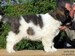 cachorro mastin del pirineo