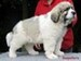 cachorro mastin del pirineo