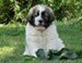cachorro mastin del pirineo