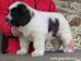 cachorro mastin del pirineo