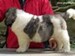 cachorro mastin del pirineo