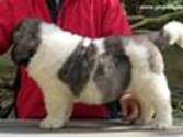 Cachorro de Mastín del Pirineo de Gaspalleira Cachorro de Mastín del Pirineo de Gaspalleira