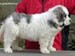 cachorro mastin del pirineo