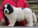 cachorro mastin del pirineo