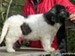 cachorro mastin del pirineo