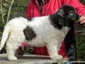 Cachorro de Mastín del Pirineo de Gaspalleira Cachorro de Mastín del Pirineo de Gaspalleira