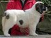 cachorro mastin del pirineo