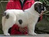 Cachorro de Mastín del Pirineo de Gaspalleira Cachorro de Mastín del Pirineo de Gaspalleira