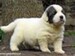 cachorro mastin del pirineo