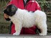 Cachorro de Mastín del Pirineo de Gaspalleira Cachorro de Mastín del Pirineo de Gaspalleira