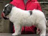 Cachorro de Mastín del Pirineo de Gaspalleira Cachorro de Mastín del Pirineo de Gaspalleira