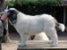 cachorro mastin del pirineo