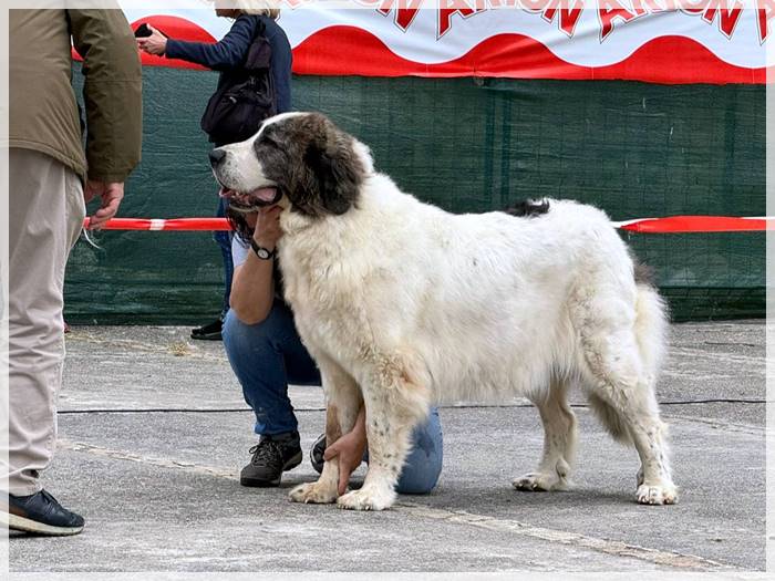 Pyrenean Mastiff Mauria de gaspalleira