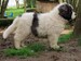 cachorro mastin del pirineo