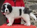 cachorro mastin del pirineo