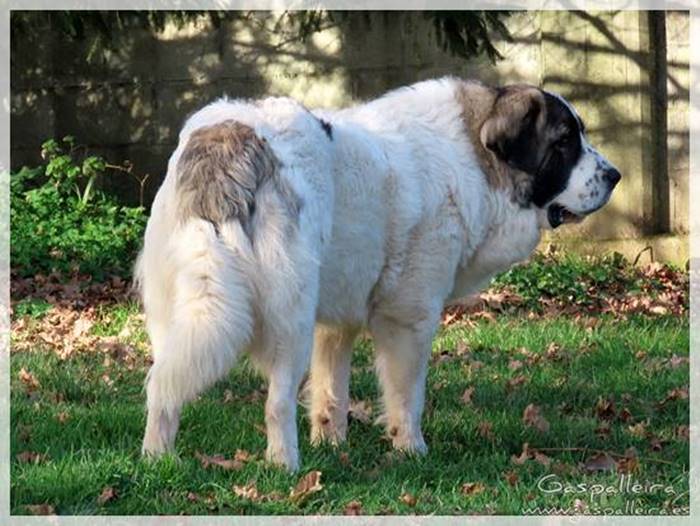 Mastin del pirineo de Gaspalleira BIBA