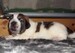 cachorro mastin del pirineo