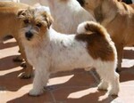 pedigree jack russell terrier de Gaspalleira