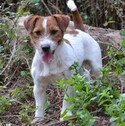 pedigree jack russell terrier de Gaspalleira