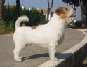 pedigree jack russell terrier de Gaspalleira