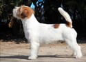 pedigree jack russell terrier de Gaspalleira