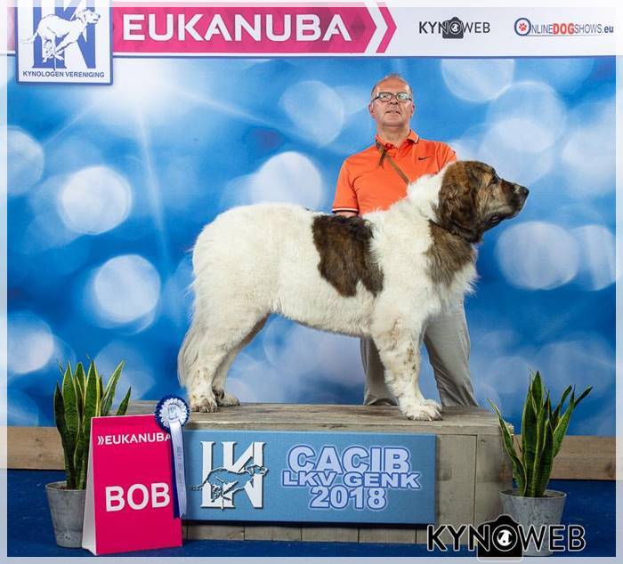 mastin-del-pirinoe-de-gaspalleira-turuntera