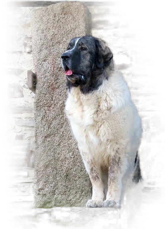criadores-mastin-del-pirineo-galicia