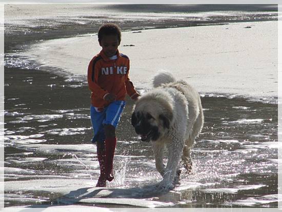 Mastín del Pirineo de Gaspalleira Zoe
