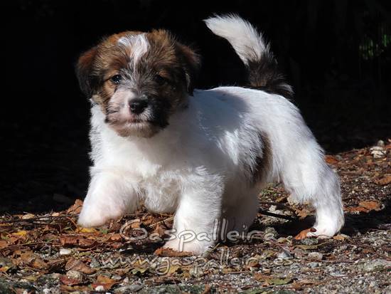 cachorros de Jack Russell Terrier de Gaspalleira